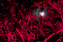 %_tempFileNameEverglades%202014%20086%